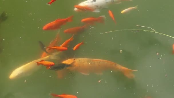 Un banco de peces naranja nadando en un estanque en verano — Vídeo de stock