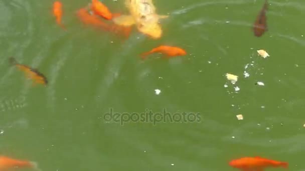 Ein Schwarm orangefarbener Fische, der im Sommer in einem Teich Brot fängt — Stockvideo