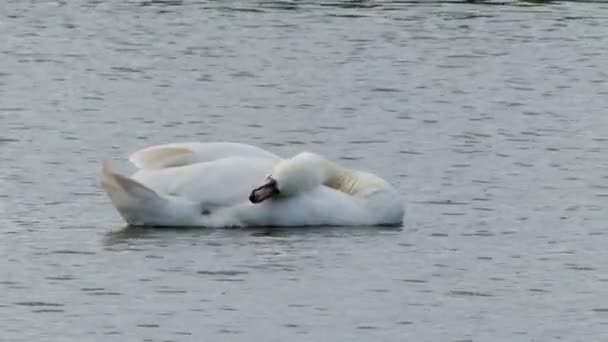 Nádherná bílá labuť plave v jezeře a čistí peří — Stock video