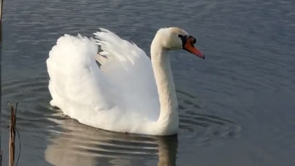 Een elegante witte zwaan zwemt in een ruwe meer met stokken — Stockvideo