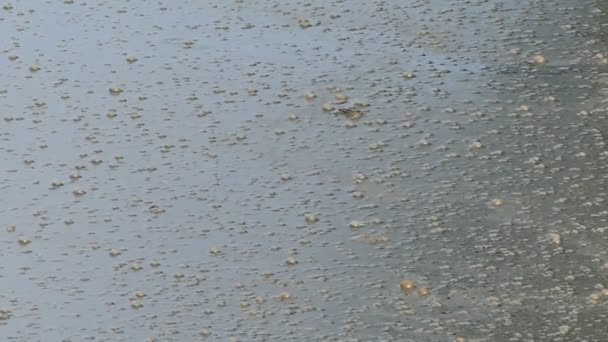 A swampy surface of some lake with brown bubbles — Stock Footage A swampy surface of some lake with brown bubbles Stock Video