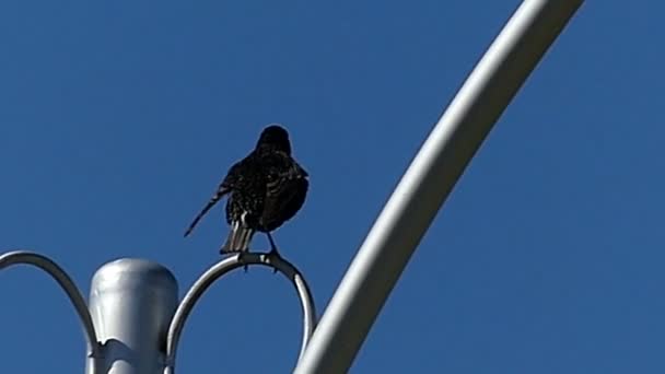 A rough rook sits on a curvy stick fixing a streetlamp in summer. — Stock Video