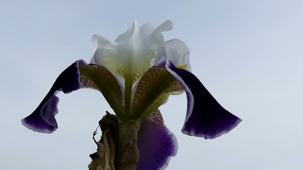 A white and violet iris flower on a sunny day in summer — Stock Video
