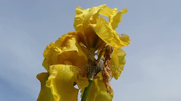 En gul iris blomma med en rostig blad på en solig dag i sommar — Stockvideo