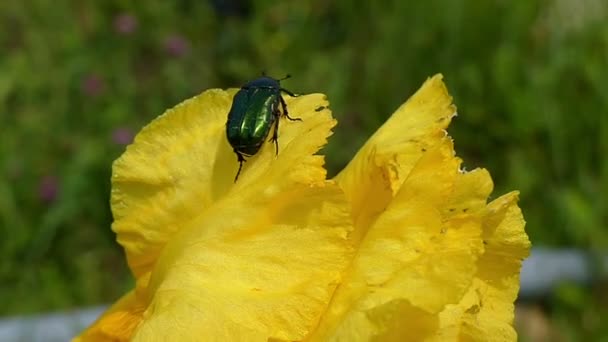 Gele bladeren van een bloem van de iris in een veld op een zonnige dag — Stockvideo