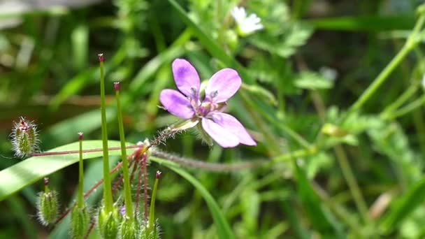 Una flor de campo blanca y violeta con cinco pétalos en verano — Vídeo de stock