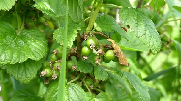 La ramita de la grosella verde en el campo verde en verano — Vídeos de Stock