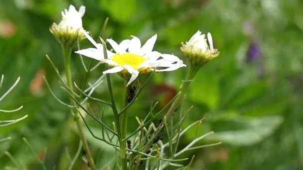 Chamolile flowers with white petals and black ants on them — Stock Video