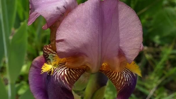 Фиолетовый и желтый цветок радужной оболочки на зеленой лужайке в солнечный день — стоковое видео