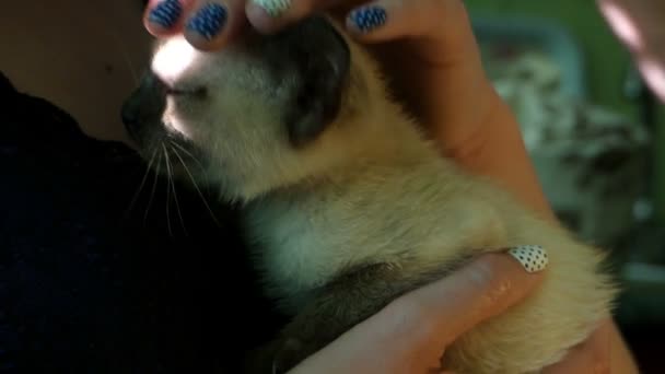 Крошечный сиамский котенок на женских руках похлопывается — стоковое видео