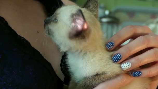 Um gatinho siamês engraçado em mãos femininas é esbofeteado — Vídeo de Stock