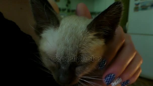 Egy női kéz ölelés egy apró sziámi cica, csukott szemmel. — Stock videók