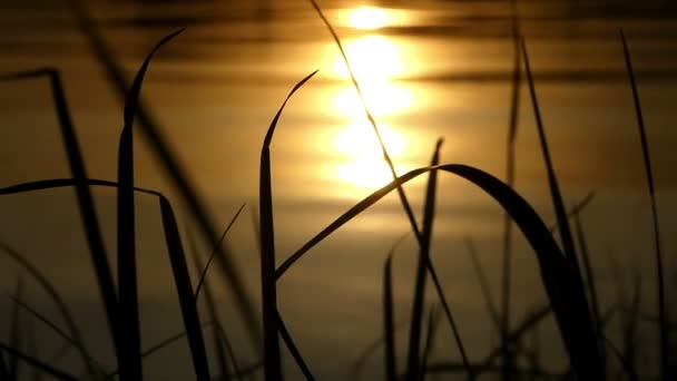 Μια υπέροχη λίμνη με μια πορεία του ήλιου πάνω στο ηλιοβασίλεμα το καλοκαίρι. — Αρχείο Βίντεο
