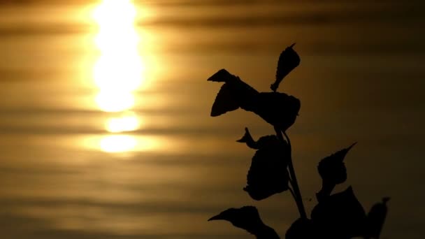 Um lago com algum arbusto em seu banco em um pôr do sol esplêndido no verão — Vídeo de Stock