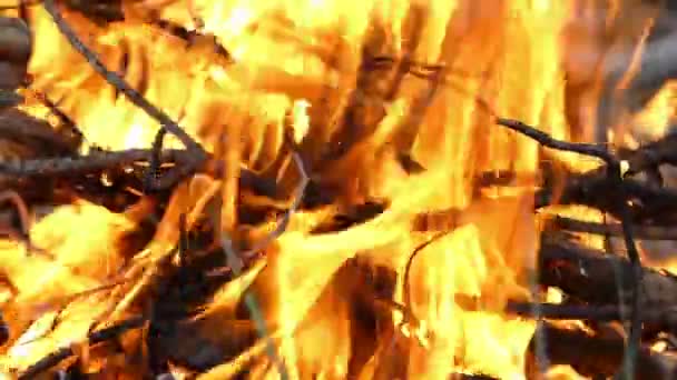 夏のシャシリク準備のための印象的な炎. — ストック動画