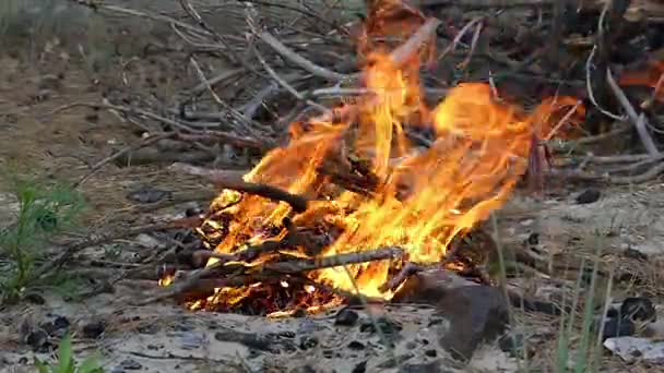 Petit feu de joie fait de broussailles sur une rive de lac en été — Video