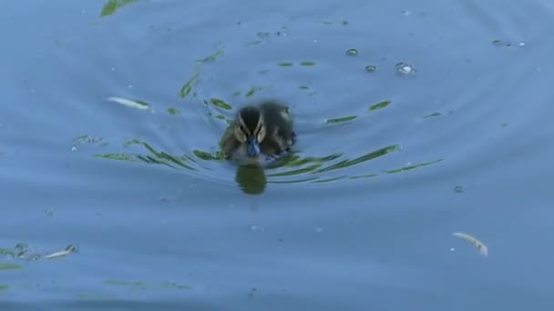 Красивый утенок плавает к своей матери утке в зеленых водах озера — стоковое видео