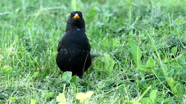 A black crook opens its beak on a green lawn in slow motion — Stock Video