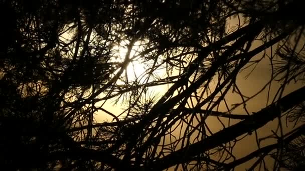 En lägereld brinner med en svart rök och röda gafflar vid solnedgången — Stockvideo