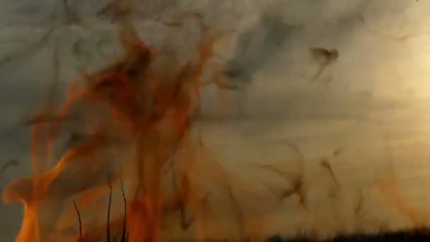 The red and yellow forks of a campfire on a lawn at sunset in slow motion — Stock Video