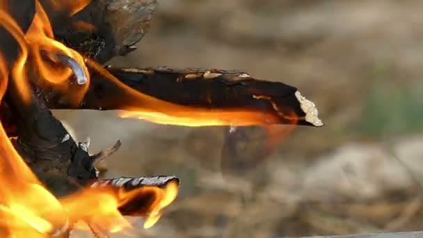 En drake som letar gren brännskador på en lägereld i slow motion. — Stockvideo