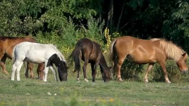 En besättning av stora och små hästar på en grön gräsmatta — Stockvideo