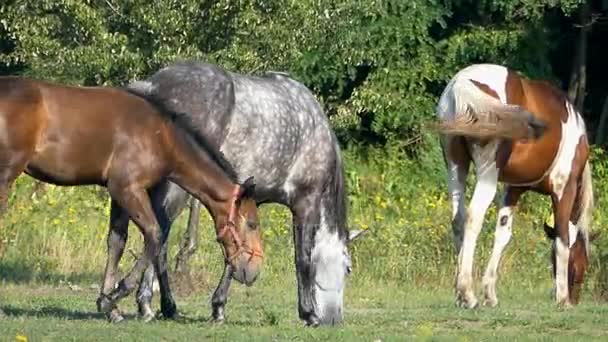 Uma manada de belos cavalos em um gramado verde no verão — Vídeo de Stock