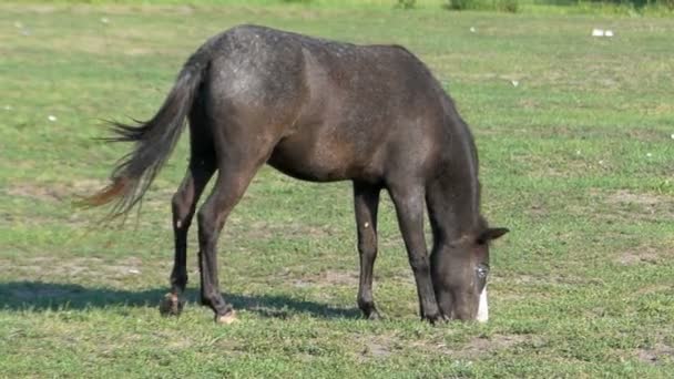 Un cavallo nero con un naso bianco sfiora l'erba in rallentatore — Video Stock