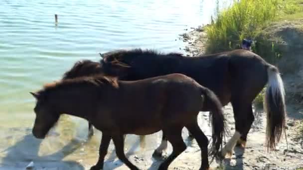 Tres caballos jóvenes beben agua del lago en verano — Vídeo de stock