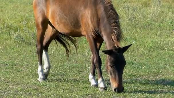 Een bruin paard met witte spronggewrichten Eet gras op een gazon in slo-mo — Stockvideo