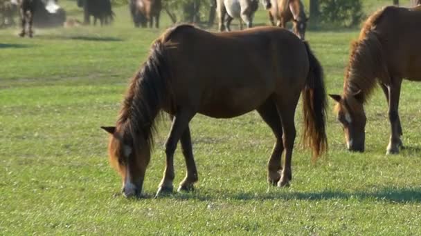 Dois cavalos castanhos pastam grama em um gramado verde em slo-mo — Vídeo de Stock