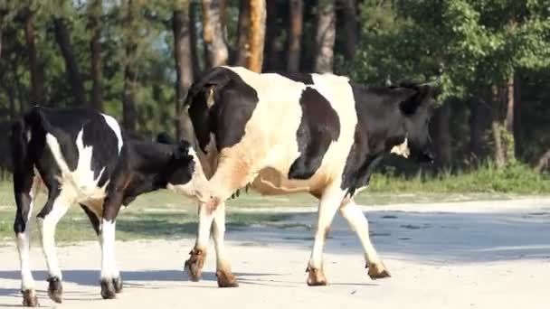 Krávy s teletem jít po lesní cestě v létě v slo-mo — Stock video