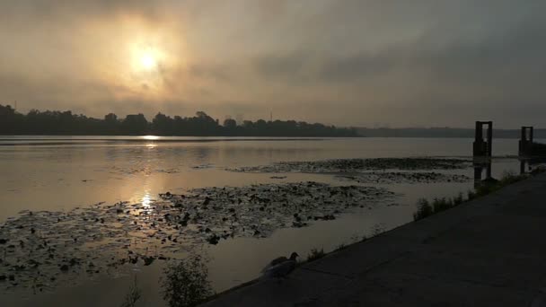 Mulher feliz corre e salta na margem do rio após uma pomba ao pôr do sol em Slo-Mo — Vídeo de Stock