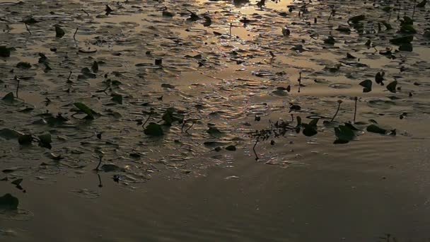 Kalkspatten vallen op rivier oppervlak met onkruid bij zonsondergang in de zomer in Slow Motion — Stockvideo