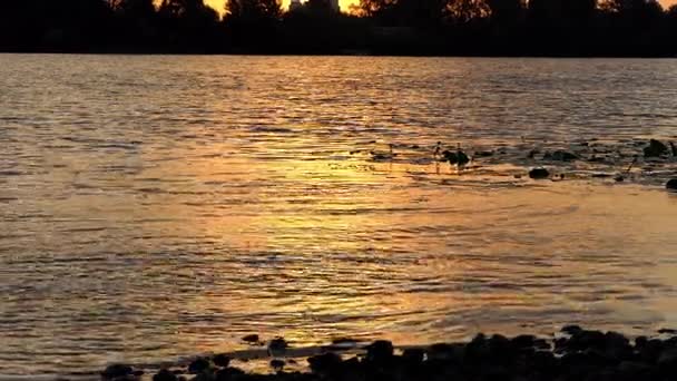 Herrlicher Sonnenuntergang und eine Jungenhand, die flache Steine in den Fluss wirft in slo-mo — Stockvideo