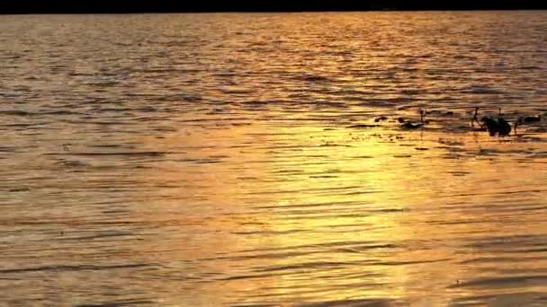 Deslumbrante pôr do sol e uma mão de meninos jogando pedra plana no rio em Slo-Mo — Vídeo de Stock