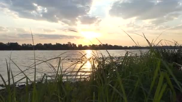 De Dnipro Riverbank bedekt met groene lisdodde, riet, riet, bij zonsondergang — Stockvideo