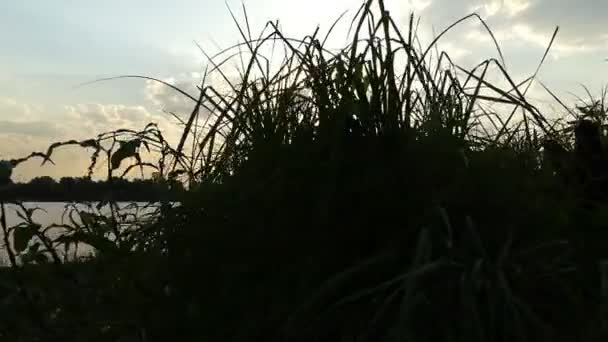 La rive du Dnipro recouverte de terres humides vertes, de scirpe, au coucher du soleil à Slo-Mo — Video