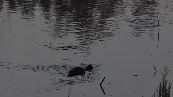 Een bruin eend zoekt voedsel in een meer bij zonsondergang in slo-mo — Stockvideo