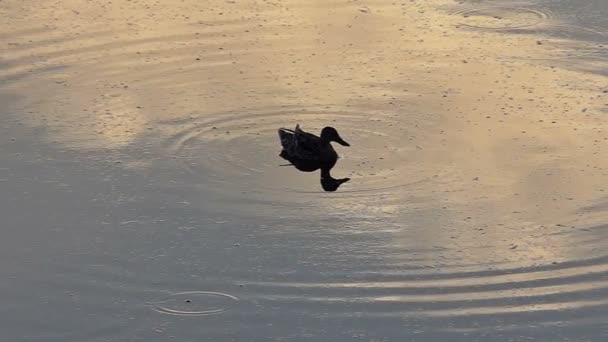 Um pato marrom nada calmamente em um lago ao pôr do sol em slo-mo — Vídeo de Stock