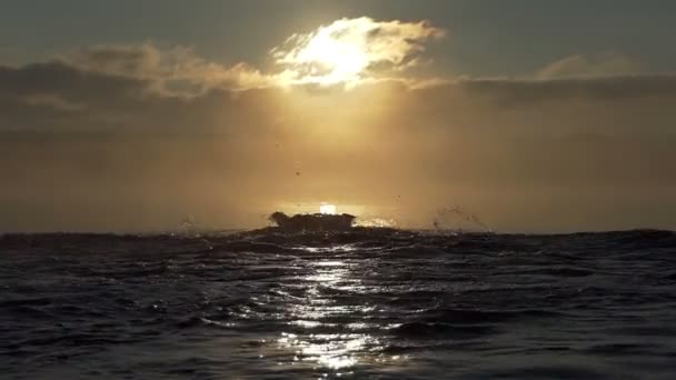 Uomo sportivo nuota farfalla in un lago al tramonto in slo-mo — Video Stock