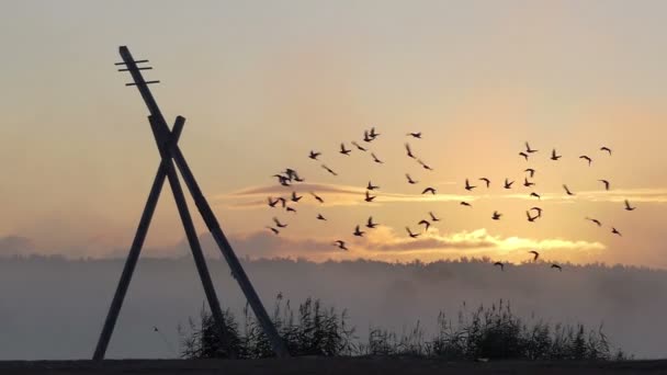 Een kudde van duiven vliegen tot aan de oever van een meer bij zonsondergang in slo-mo — Stockvideo