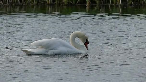 Un cisne blanco sacude la cabeza sobre la superficie de un lago en slo-mo — Vídeos de Stock