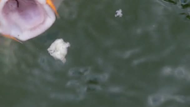 Um grande peixe decorativo engole um pedaço de raça em câmera lenta . — Vídeo de Stock