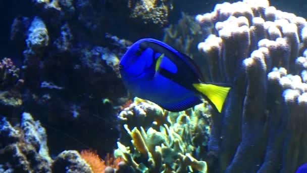 Een blauwe tropische met een gele staart zwemt in de buurt van een rif in slo-mo — Stockvideo