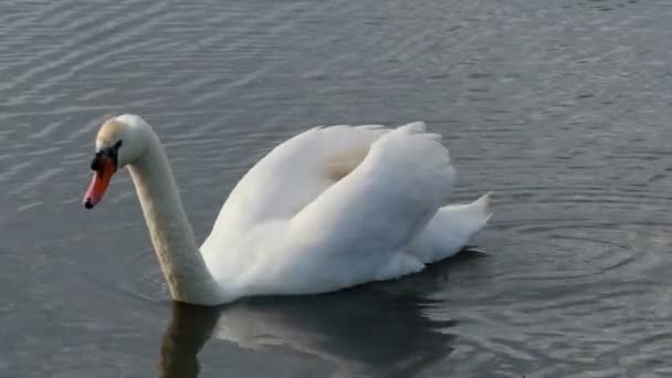 Прекрасный белый лебедь плавает в бурном озере с тростями — стоковое видео
