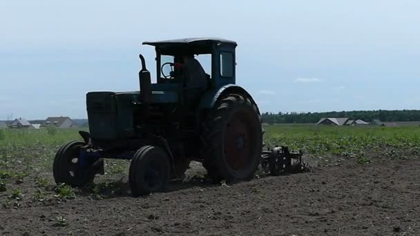 Um trator azul cultiva o campo agro em um dia ensolarado no verão — Vídeo de Stock