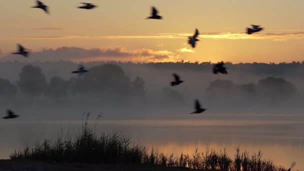 Um bando de pombas voam sobre um belo lago ao pôr-do-sol em Slo-mo — Vídeo de Stock