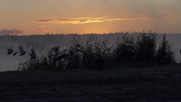 Skupina holubů vzlétnout na divoké jezero při západu slunce v slo-mo — Stock video