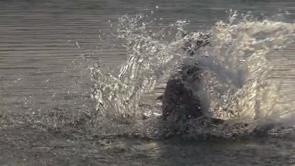 Junger Mann dreht Kreise mit Spritzern im Seewasser in Slo-mo — Stockvideo